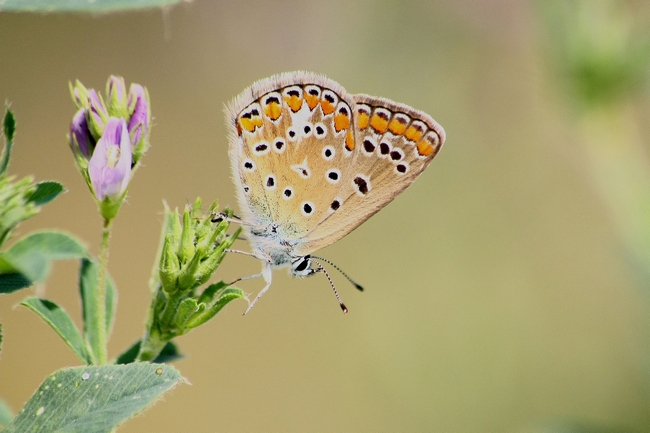 Tutti Polyommatus icarus?